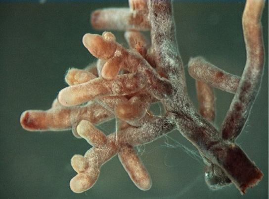 OpenStax-CNX module: m47408 4 Figure 3: Root tips proliferate in the presence of mycorrhizal infection, which appears as o-white fuzz in this image. (credit: modication of work by Nilsson et al.