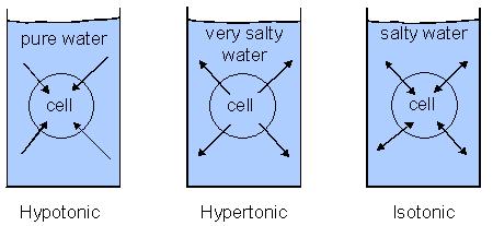 Types of Solution hypotonic H 2 O