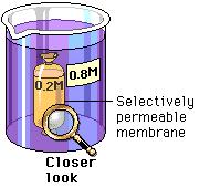 a pressure known as osmotic pressure on