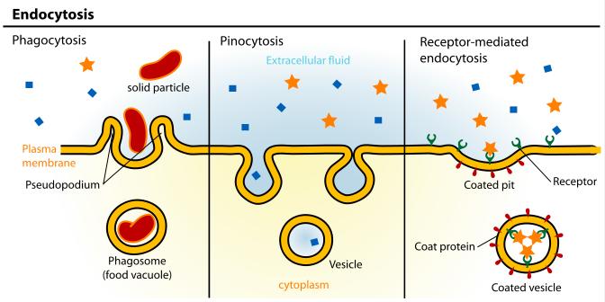 (transport proteins) Larger molecules are moved by endocytosis and exocytosis.