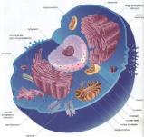 membrane and contain DNA.
