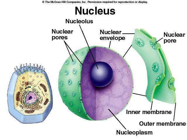 Eukaryotic Cell Structures Nucleus contains most of cell s DNA and has instructions for making proteins and other important molecules.