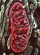 Mitochondria Mitochondria- convert the chemical