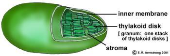 DNA. They make ATP Chloroplasts Plants and some