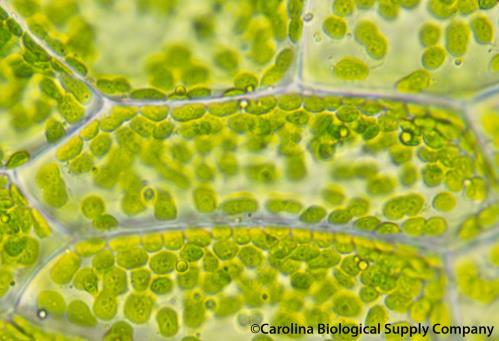 Chloroplasts- convert light energy into