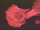 Cytoskeleton Cytoskeleton- a network of protein filaments that helps the cell to maintain its shape, aid in movement of