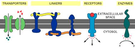 Functions of Proteins in the Plasma Membrane Proteins also act as linkers and receptors.