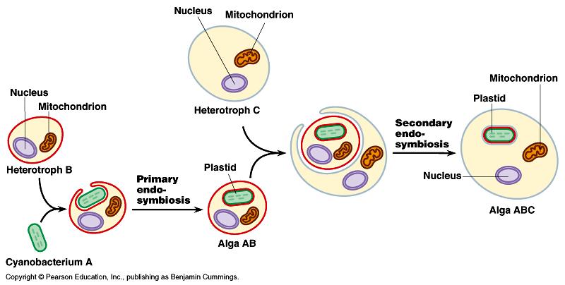 Prokaryotic cells that lacked chlorophyll became mitochondria. The theory was proposed by Lynn Margulis.
