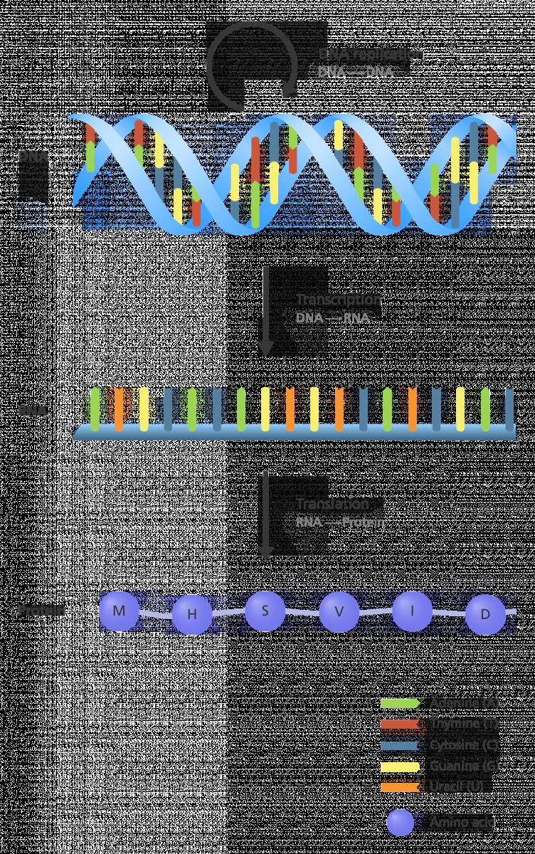 Figure 3. The Central Dogma of Molecular Biology. When a protein is synthesized, the DNA is transcribed from DNA to RNA.
