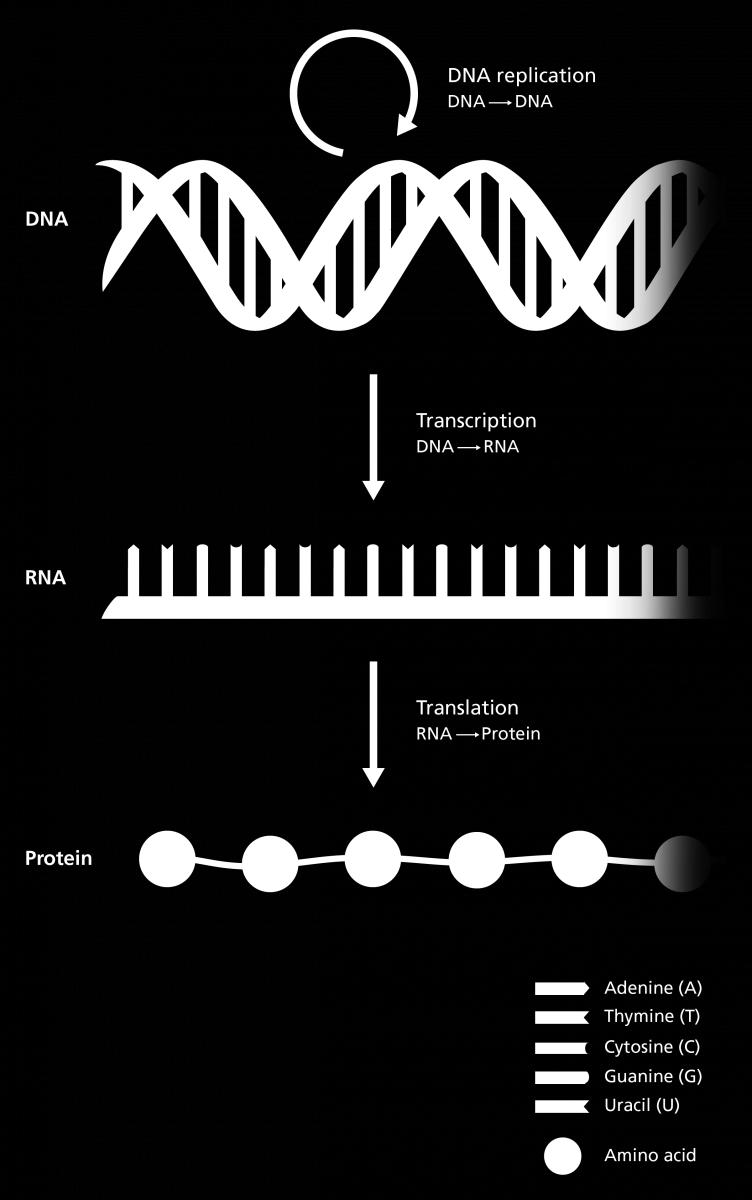 As we will see in the HW, DNA consists of large chunks of non-coding DNA called introns. These introns, once the DNA is transcribed into RNA, are removed via a process called splicing.