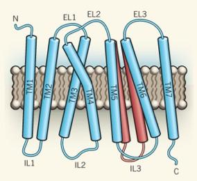 Protein structure Loops: