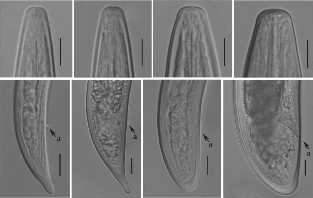Morphological and Molecular Characterization of Paralongidorus sali Siddiqi, Hooper, and Khan A B C D E F G H Figure 7: Light micrographs of Longidorus jonesi (Siddiqi, 1962).
