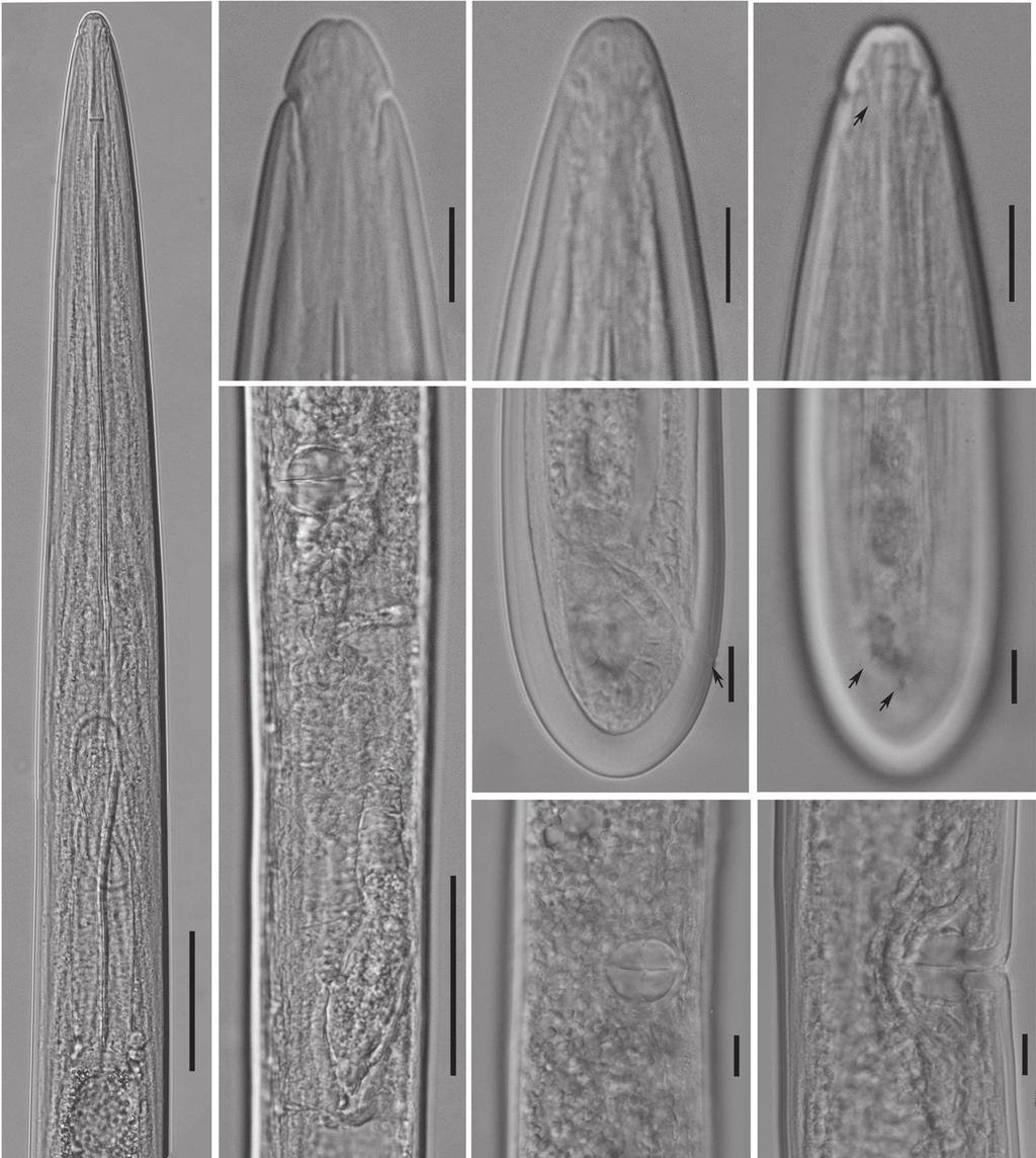 JOURNAL OF NEMATOLOGY A B C D E F G H I Figure 1: Light micrographs of Paralongidorus sali (Siddiqi et al., 1963).