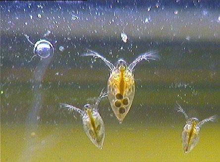 Effects of Stickleback Density on Zooplankton Units placed across