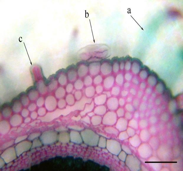 here and there, it is disorganized, resulting in small cavities; Fig. 4. Cross section through the superior region of the stem; a epidermis; b- cuticle.