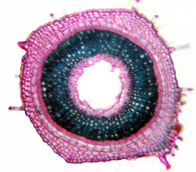 Cross sections through the superior region of the stem, the central cylinder detail; a phloem ring; b xylem ring; c xylem vessels in radial rows; d woody parenchyma.