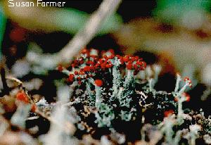 Lichen (Fungi-Algae) Symbiotic