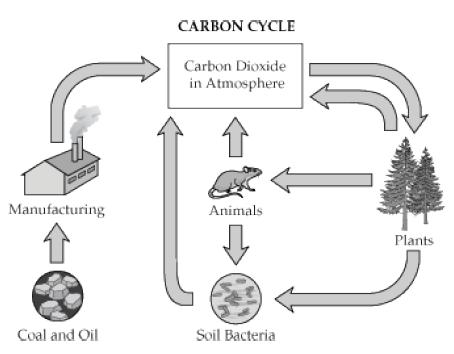 18. The diagram below shows part of the carbon cycle. Use the diagram to answer the following question: Which of the following would lead to an increase in Carbon Dioxide in the atmosphere? A.