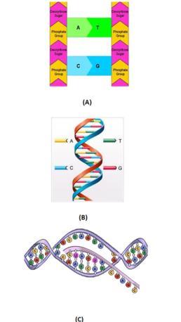 CCHS 2014_2015 Biology Fall Semester Exam Review DNA vs RNA 1. Which structure above most accurately depicts the structure of DNA? 2. The shape of DNA is called a. 3.