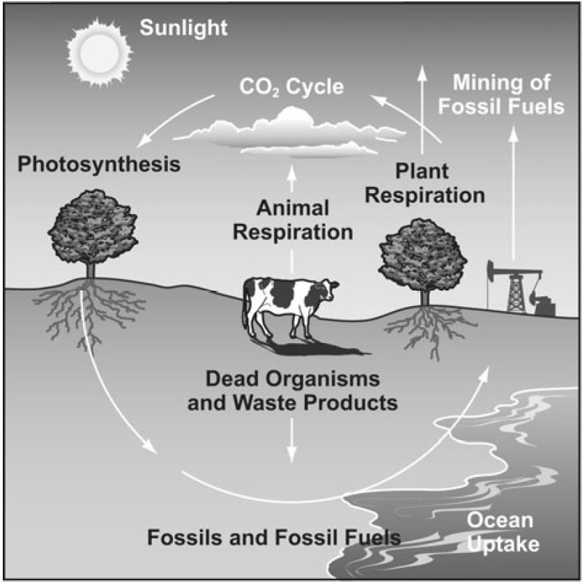 14. The diagram shows part of the carbon cycle. Write the letter of the process that best matches each description in the box next to the description.