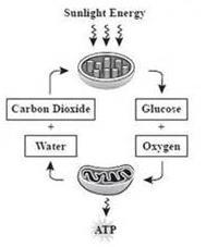 A. Oxygen is produced during cellular respiration and stored during photosynthesis B. Photosynthesis releases the energy that is stored during the process of cellular respiration C.