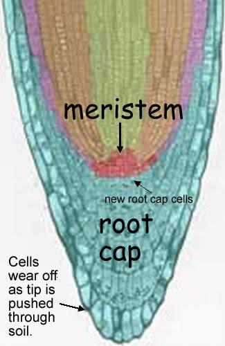 Tissue in most plants containing undifferentiated cells
