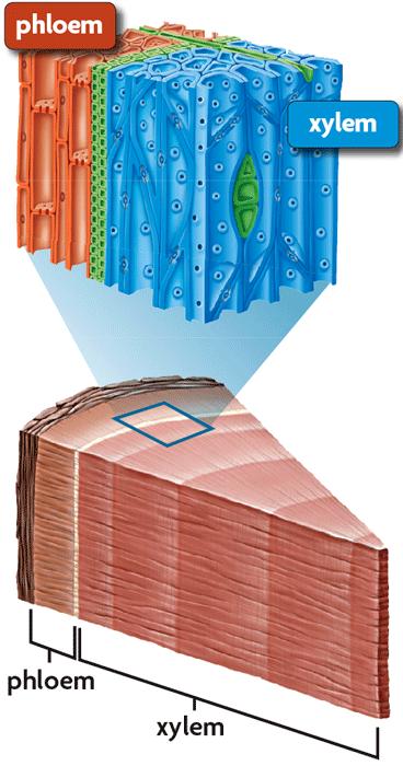 THE STRUCTURE OF A STEM Xylem- transports water and mineral salts from the roots to the stem and leaves. It also provides strength to the plant.