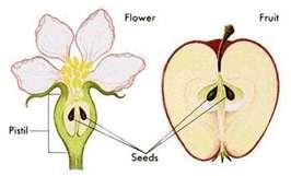 Plants reproduce sexually. There must be sperm (pollen) and an egg.