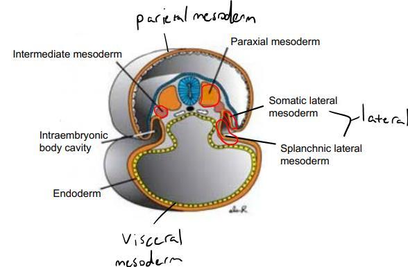 Mesoderm Divided into three main types - Paraxial (somite) - Intermediate - Lateral (somatic and splanchnic) Fates
