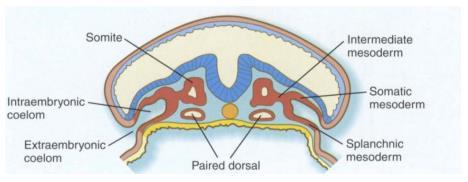 system (kidney and gonads) Lateral - Somatic inner body wall (connective), pelvis, limb bones (parietal) -