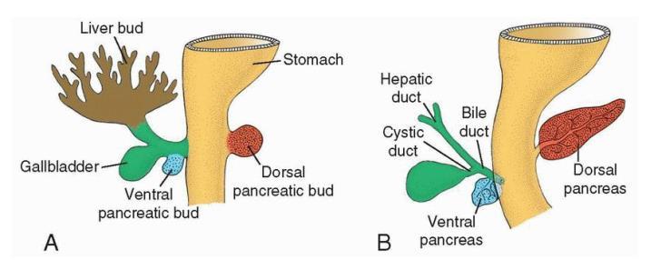 Liver, Pancreas, & Gall Bladder - All form from buds - Stomach rotation will fuse the two opposing pancreases into a single one Head Structures - Many head structures are formed by the neural crest