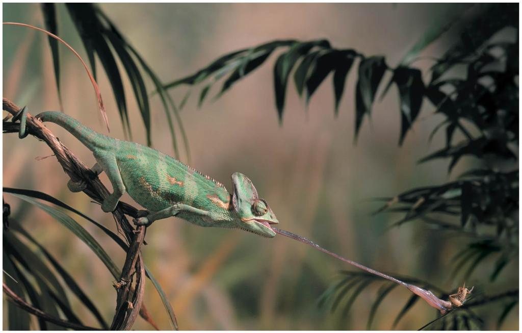 For example, the chameleon captures insect prey with its long, sticky, quick-moving tongue An Overview of Animal Diversity Lecture Presentation by Nicole Tunbridge and Kathleen Fitzpatrick 2 3 4