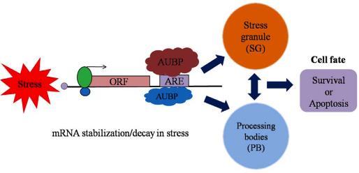 IRES, uorfs, UTRs in STRESS RESPONSE (a) Cap-dependent translation of the main ORF under normal conditions (eif2 ) (b) uorf reduces translation of the main ORF under stress, but.