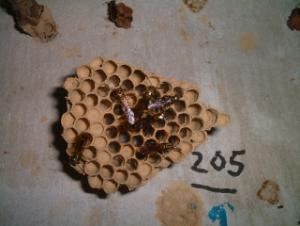 (HOVER WASP: STENOGASTRINAE) Small nests: 9 cells Initiated by single foundress - lays eggs, feeds developing larvae progressively