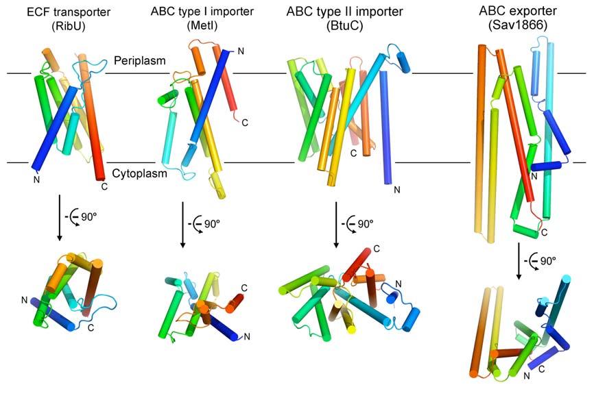 Supplementary Figure 6 Structure of RibU is dissimilar to those of the transmembrane domains of the ABC transporters.