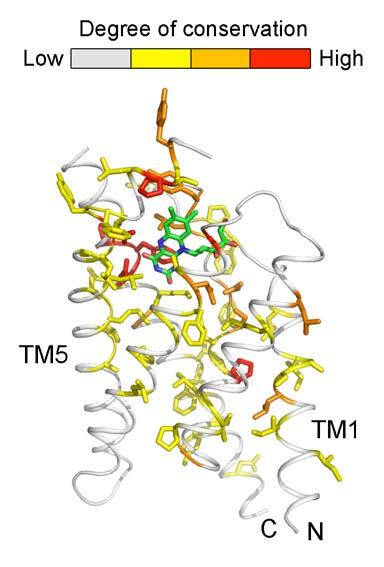 Supplementary Figure 8 Mapping of conserved amino acids onto the structure of RibU.