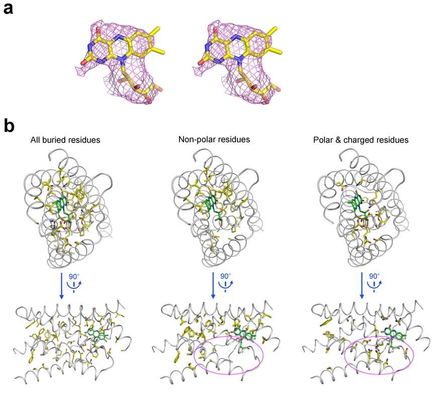 Supplementary Figure 9 Features of the riboflavin-binding pocket. a, A stereo view of the MAD experimental electron density map for riboflavin.
