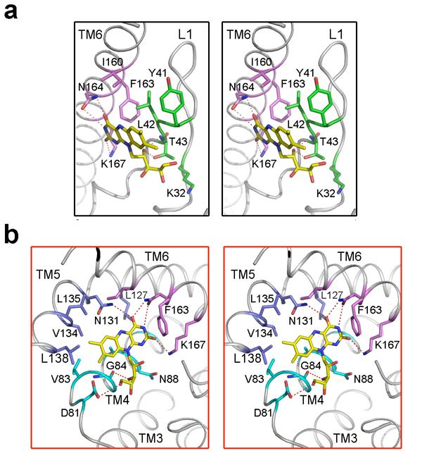 Supplementary Figure 10 Riboflavin is recognized by conserved amino acids from L1 and TM 4-6. Detailed interactions are indicated in the two stereo panels.