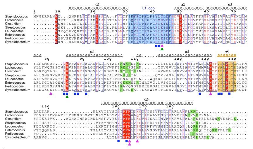 Supplementary Figure 5 Sequence alignment of RibU from representative bacterial species.