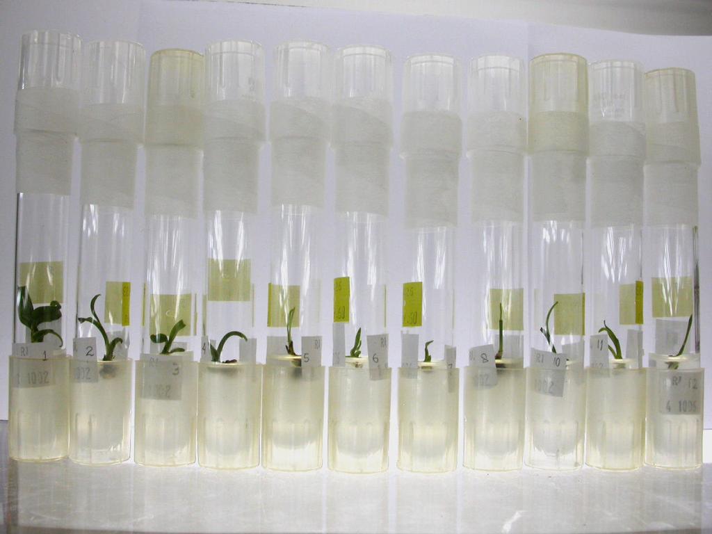 second sub-culturing. The result showed the presence of 6 haploids, 16 diploids and one mixoploid oil palm ramet (the later is believed to be in a transitional phase).