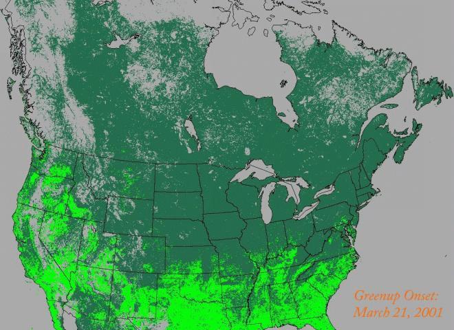 Satellite Vegetation Phenology Satellite data can characterize vegetation impacts Vegetation phenology: vegetation growth cycles & date of greenup onset dates of maturity onset & senescence onset
