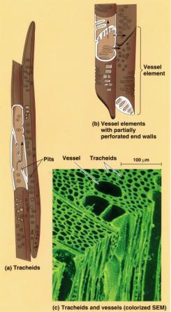 water movement Xylem cells are dead at functional maturity Two basic types of xylem cell: - Tracheids: short & small diameter