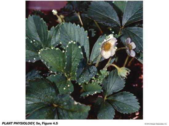from strawberry (Fragaria grandiflora) the build-up of solutes in xylem sap decreases solute ( s ) and