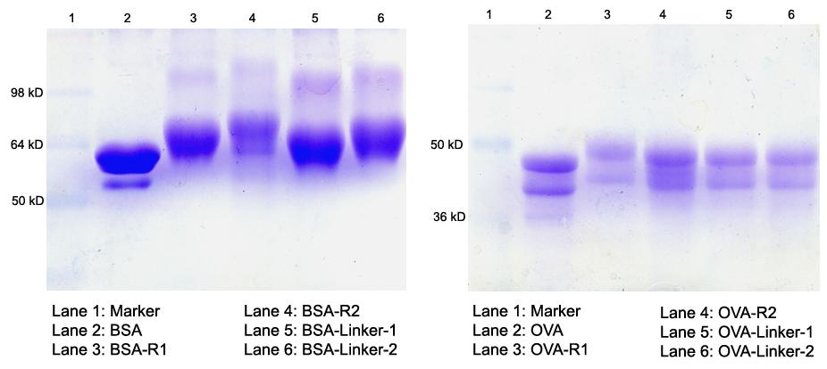 Figure S2. SDS-PAGE evaluation of synthetic BSA and VA glycoconjugates. The glycoproteins were suspended in 12 μl sample buffer, and loaded on different lanes of a 1.5 mm-thick, 12% SDS-PAGE gel.