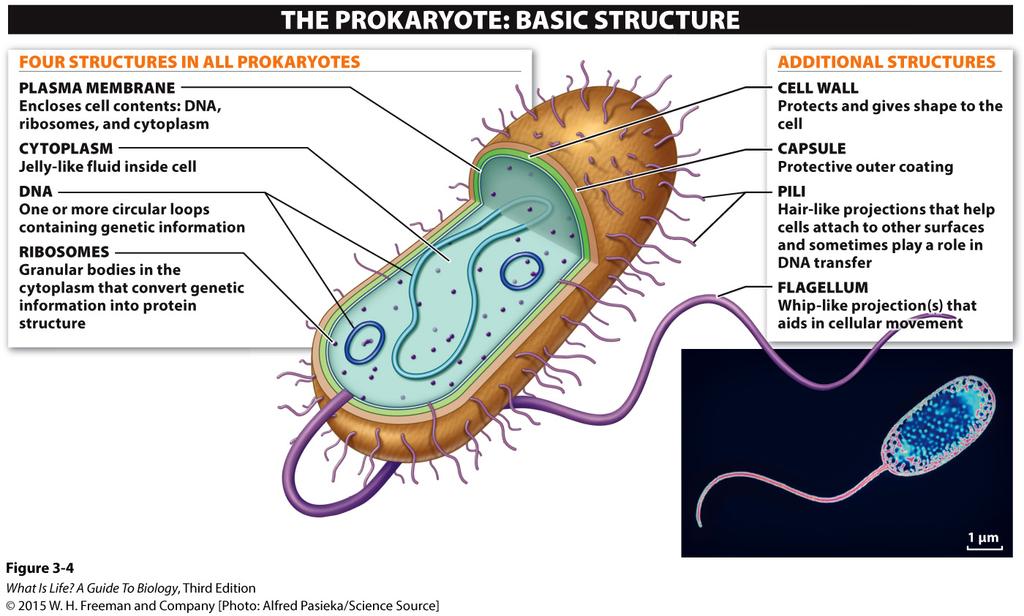 19.There are additional structures that some prokaryotic cells possess. List all of these structures and describe two in detail. 3.3 Eukaryotic cells have compartments with specialized functions. 20.