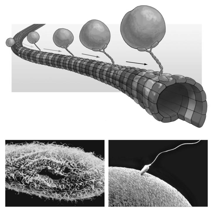 Cilia and flagella are extensions of cells composed of microtubules.