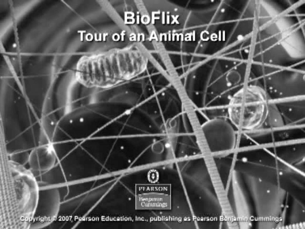 Tour of an Animal Cell Suggested Media Enhancement: Tour of an Animal Cell To access this animation go to folder C_Animations_and_Video_Files and open the BioFlix folder. 4.