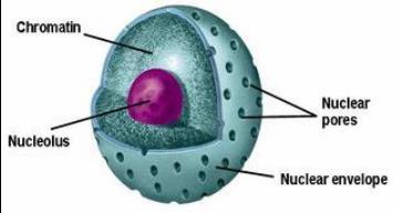 Nuclear membrane that has nuclear pores to permit the twoway traffic of large molecules Chromatin