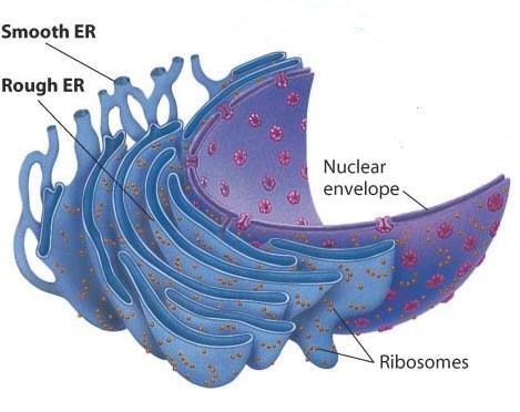 Endoplasmic reticulum (ER) ER is a system of doublemembraned tubular canals found in the cytoplasm Rough