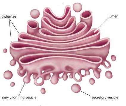 Golgi bodies (or Golgi apparatus) Its membranous sacs increased in size and filled up when a cell produced secretions.